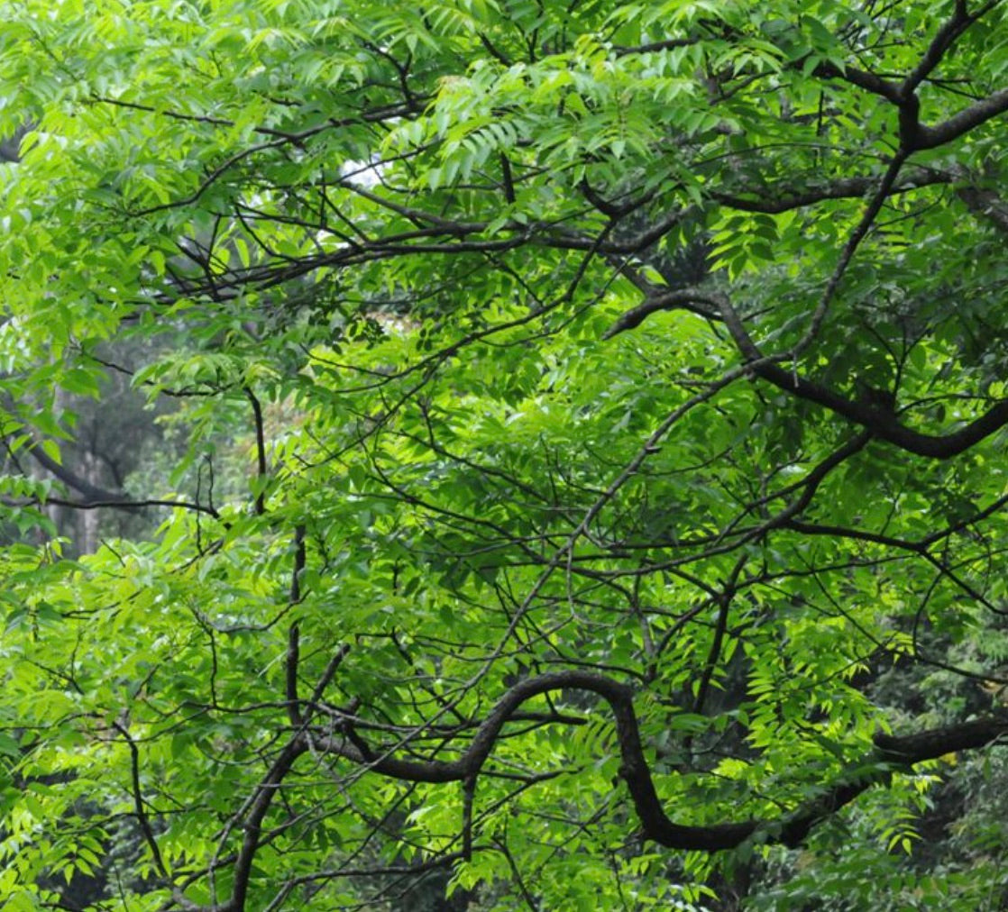 Fogliame verde rigoglioso di Choerospondias axillaris con rami sottili in habitat naturale