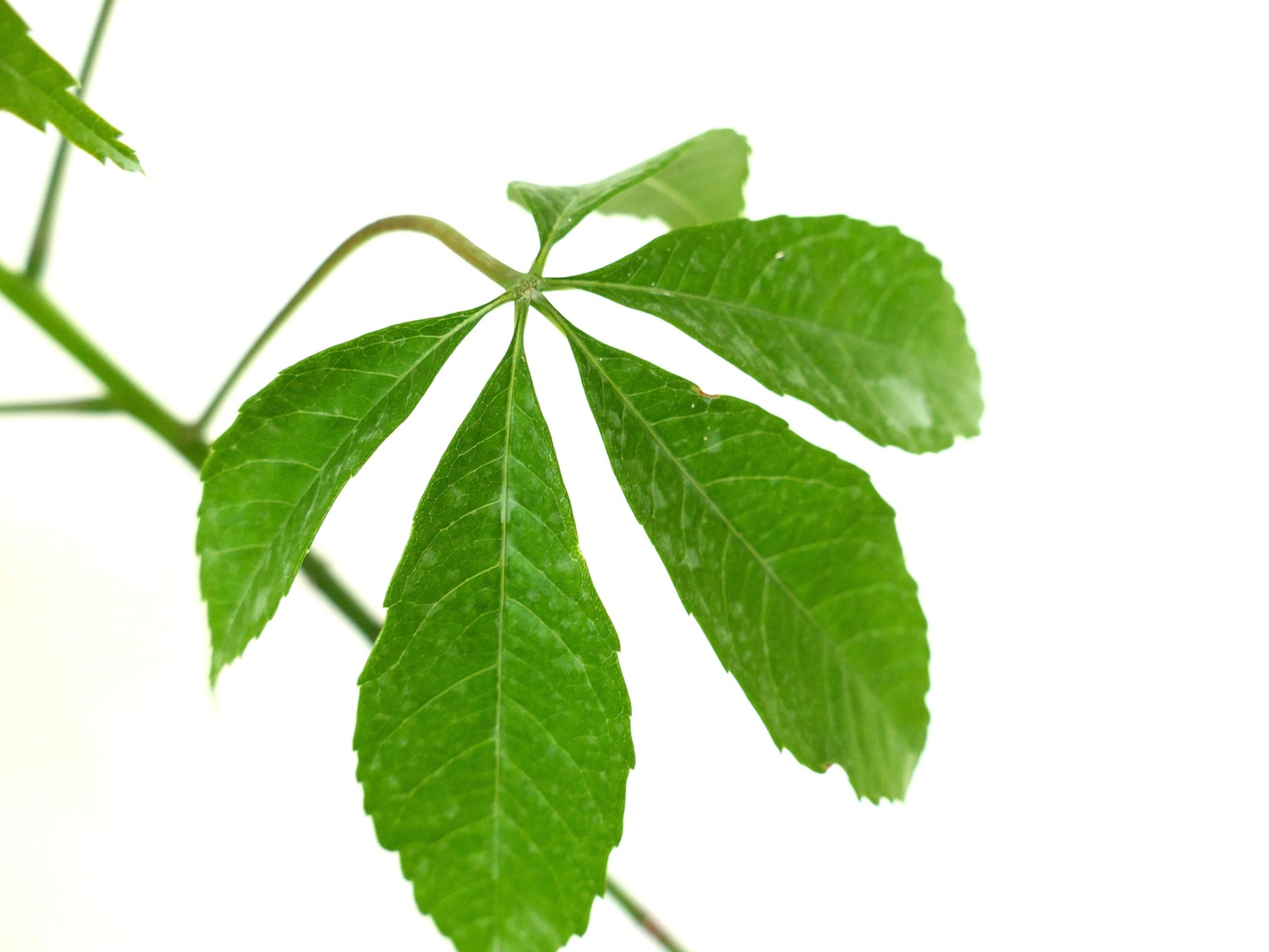 Chorisia speciosa foglie palmata verde brillante con margini seghettati dettaglio ravvicinato