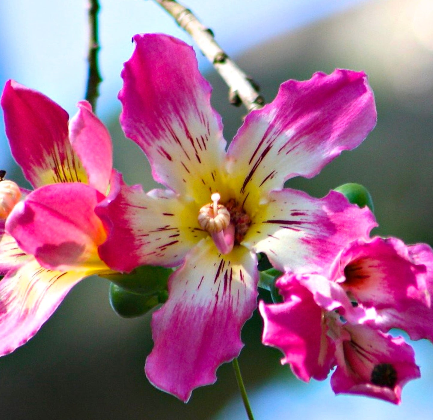 Fiori vibranti di Chorisia speciosa a forma di tromba, rosa e gialli, con delicati motivi