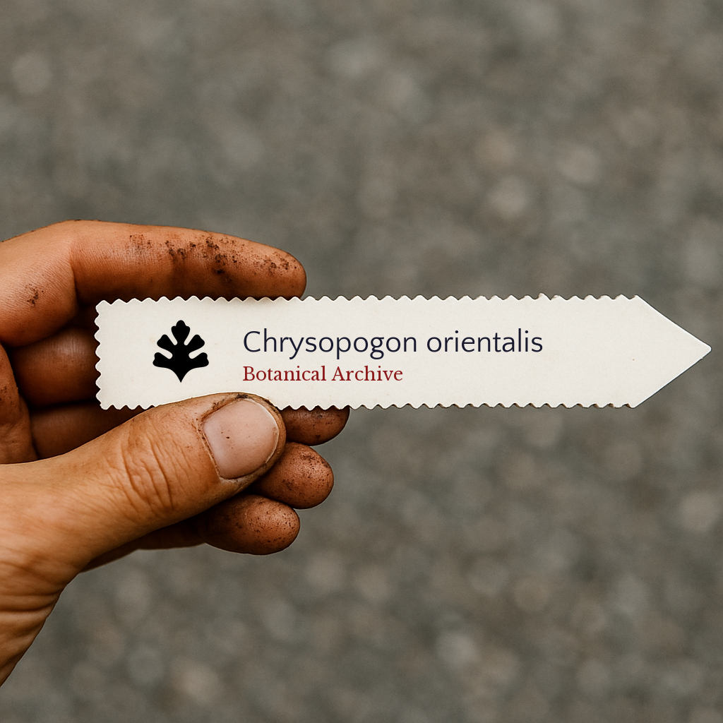 Chrysopogon orientalis | 10000 SEEDS