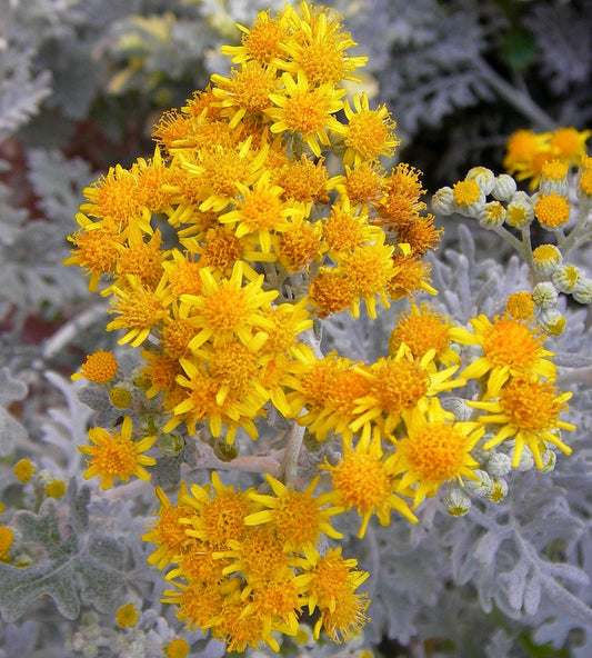 Fiori giallo brillante di Cineraria maritima con foglie lobate argentee e pelose, primo piano