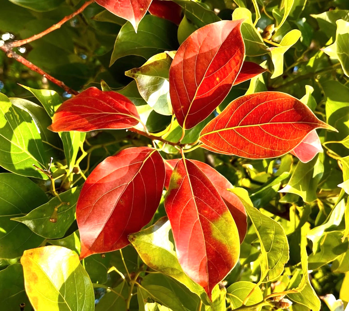 Nuove foglie rosso vibrante di Cinnamomum camphora con fogliame maturo verde lucido alla luce del sole