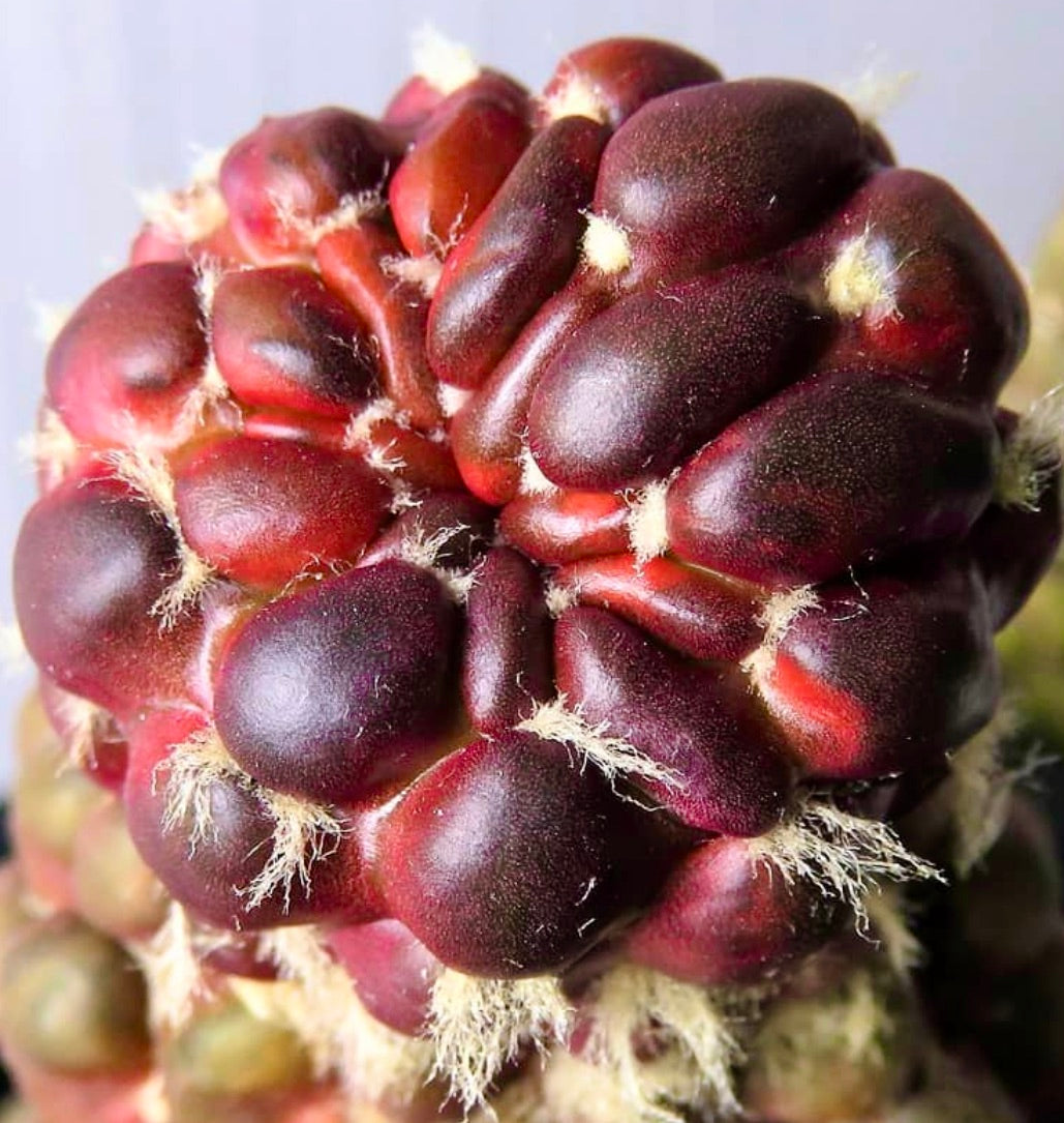 Cintia knizei rare red form succulent cactus with clustered tubercles and white woolly areoles