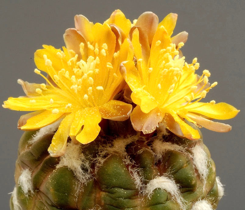 Cactus Cintia knizei con fiori giallo brillante e areole lanose in primo piano