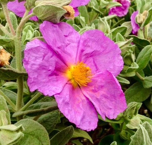 Fiore vibrante rosa di Cistus albidus con centro giallo e foglie morbide verde-grigio