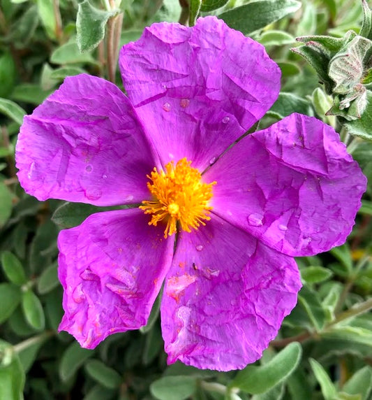 Cistus incanus vibrant pink flower with yellow center and textured petals surrounded by green foliage