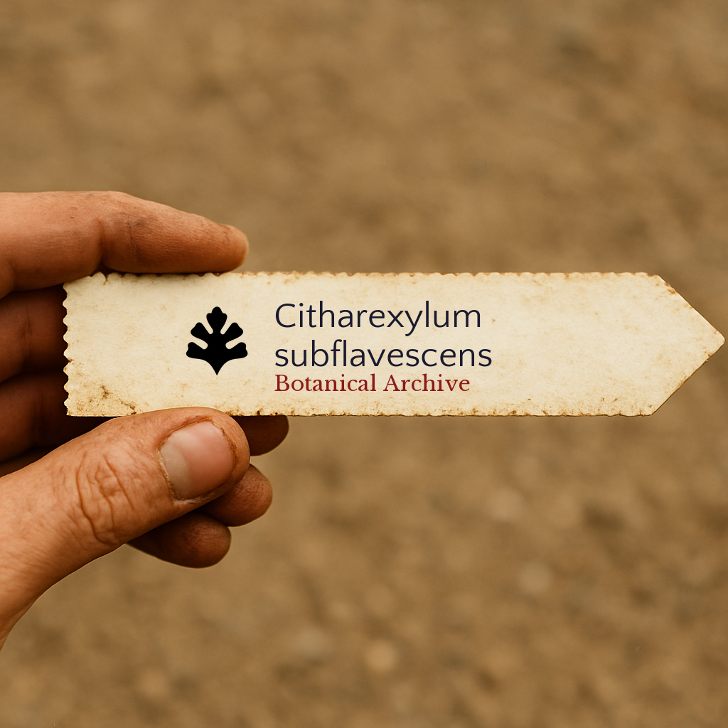 Vintage botanical archive label for Citharexylum subflavescens held in hand