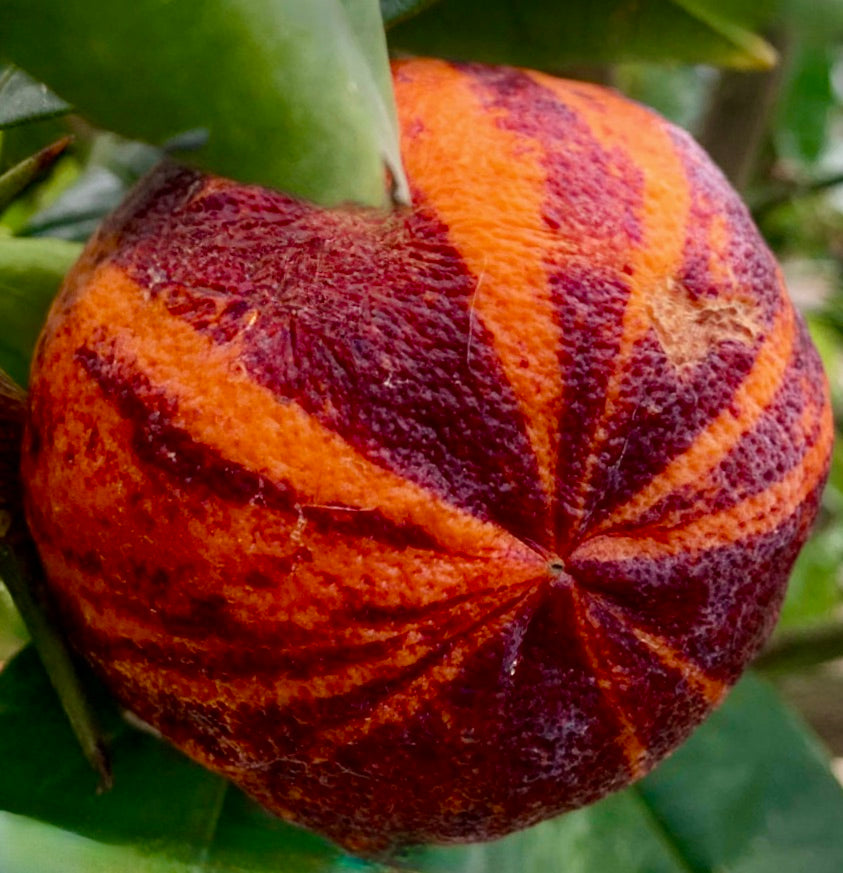 Frutto di agrume variegato maturo Citrus Meyer x Sinensis 'Acrobal' con strisce arancioni e rosso scuro