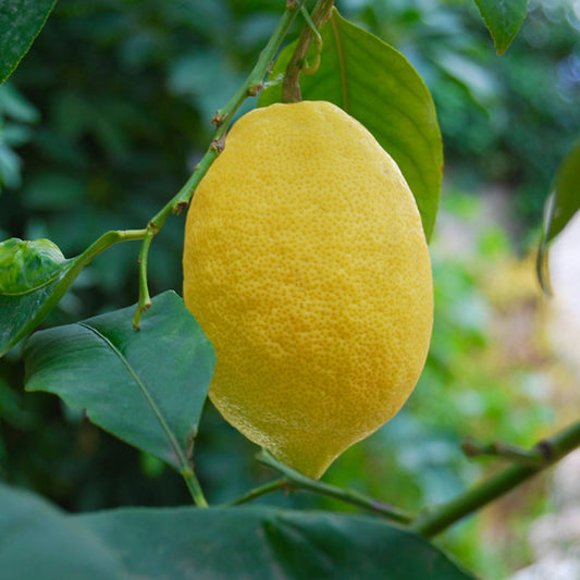 Frutto maturo di limone giallo Citrus X limon cv Femminello Siracusano su ramo foglioso