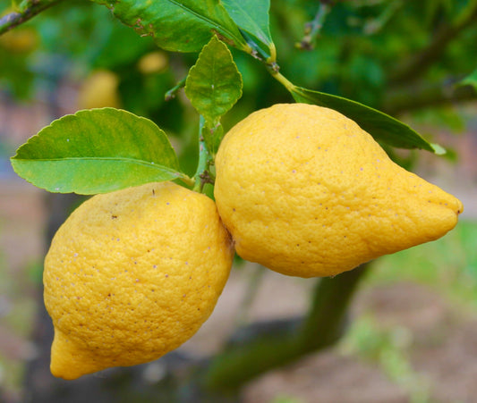 Citrus X limon cv Femminello Siracusano ripe yellow lemons with textured skin and green leaves