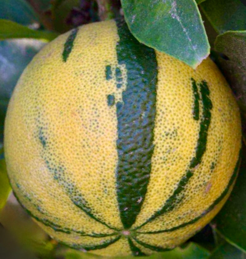 Frutto di Citrus aurantium con caratteristica buccia variegata a strisce verdi e gialle e foglie circostanti