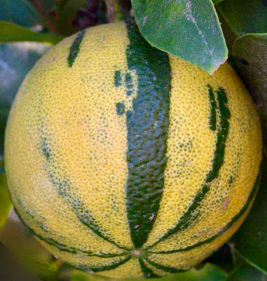 Frutto variegato di Citrus aurantium con scorza a strisce verdi e gialle su ramo foglioso