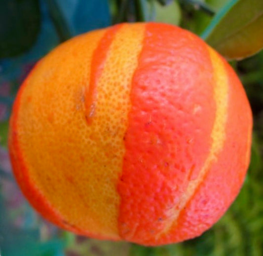 Frutto maturo variegato di Citrus aurantium VIRGATUM, arancia amara con buccia testurizzata