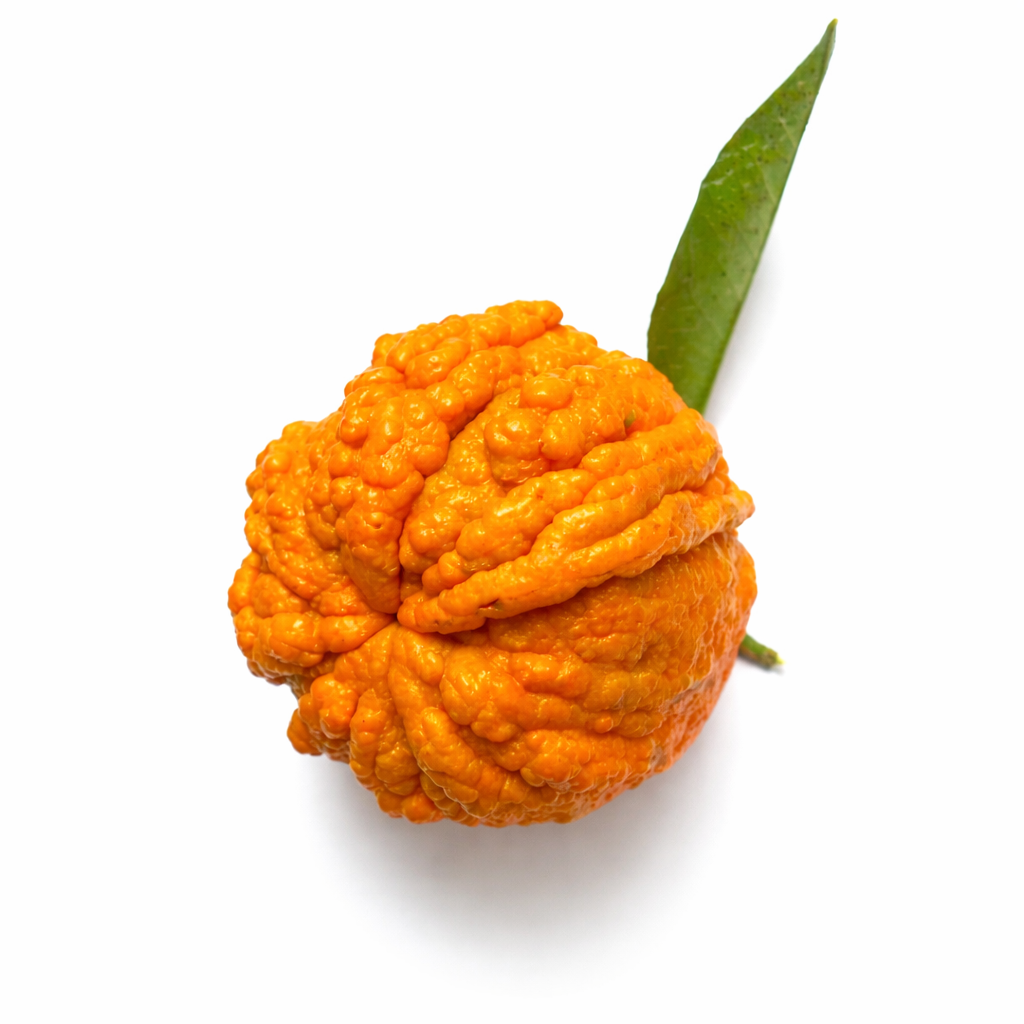 Frutto di arancia amara rugosa Citrus aurantium 'Corrugated Orange' con foglia verde