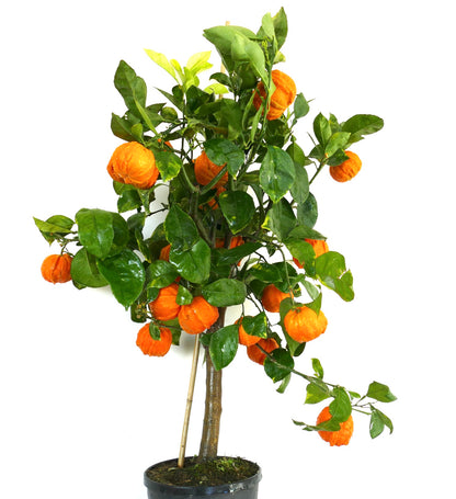 Piccolo albero in vaso di Citrus aurantium 'Corrugated Orange' con frutti arancioni brillanti e rugosi e foglie verdi