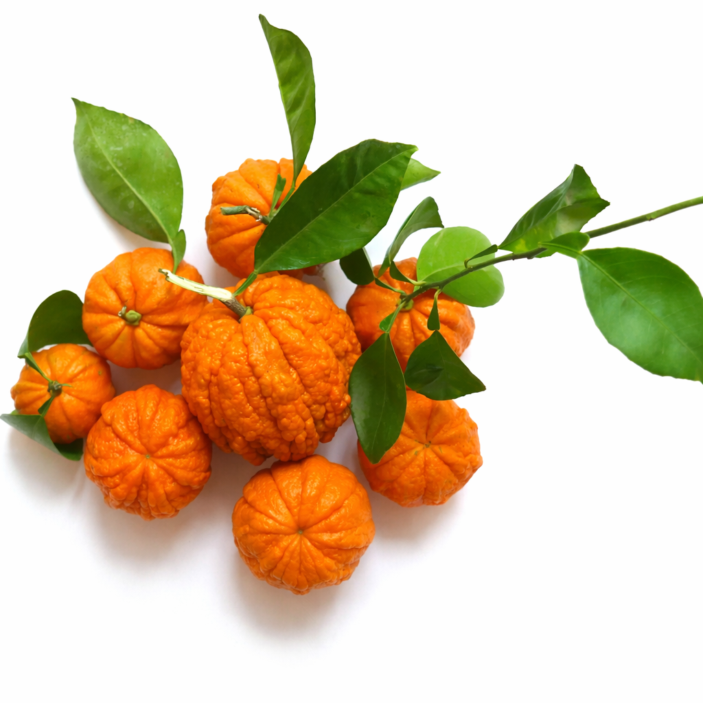 Ramo di Citrus aurantium 'Corrugated Orange' con frutti arancioni brillanti rugosi e foglie verdi