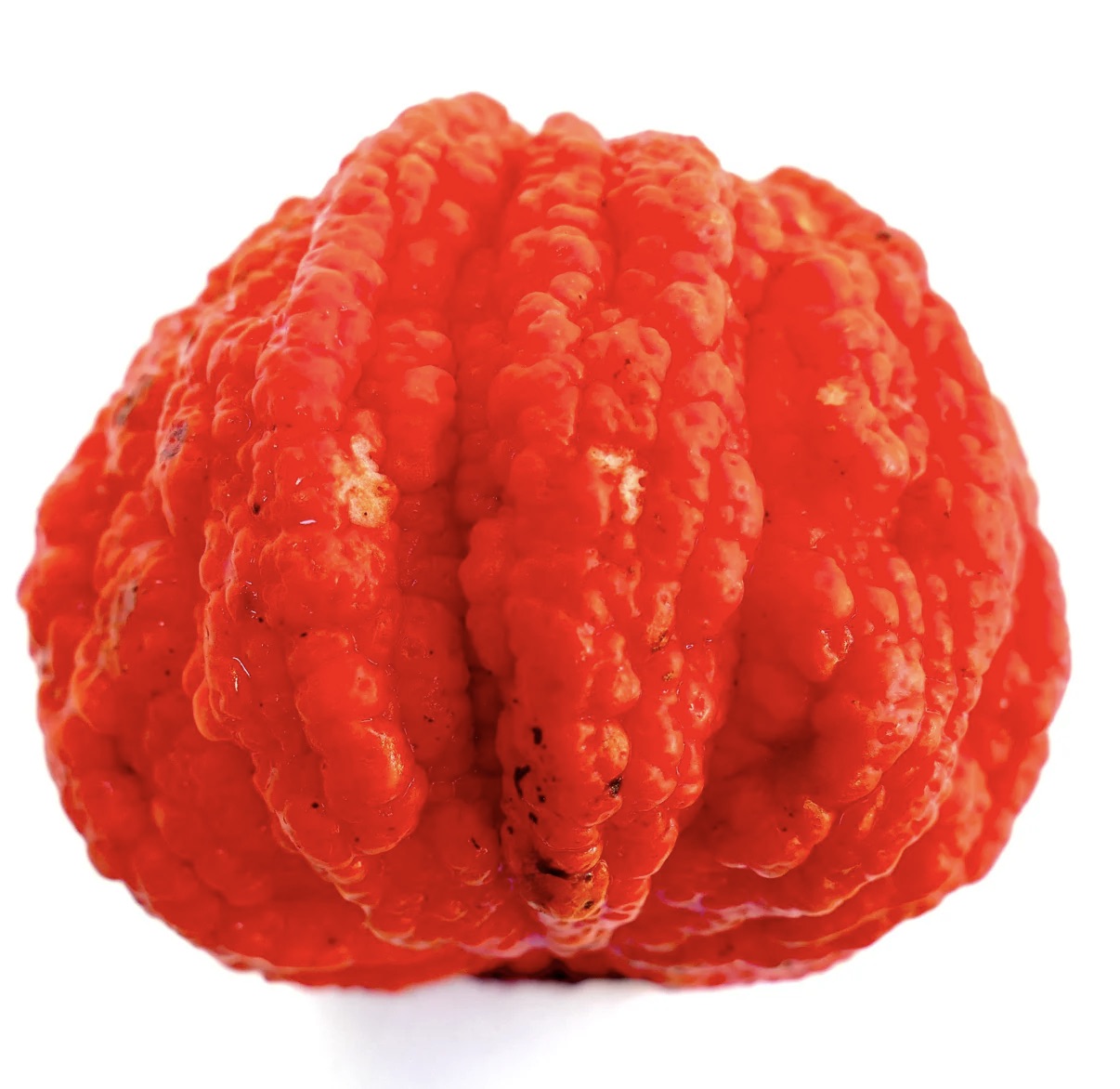 Frutto di arancio amaro Citrus aurantium 'Corrugated VESUVIUM' brillante con texture rugosa, primo piano