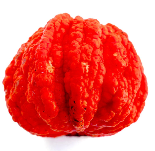 Frutto di arancio amaro Citrus aurantium 'Corrugated VESUVIUM' brillante con texture rugosa, primo piano