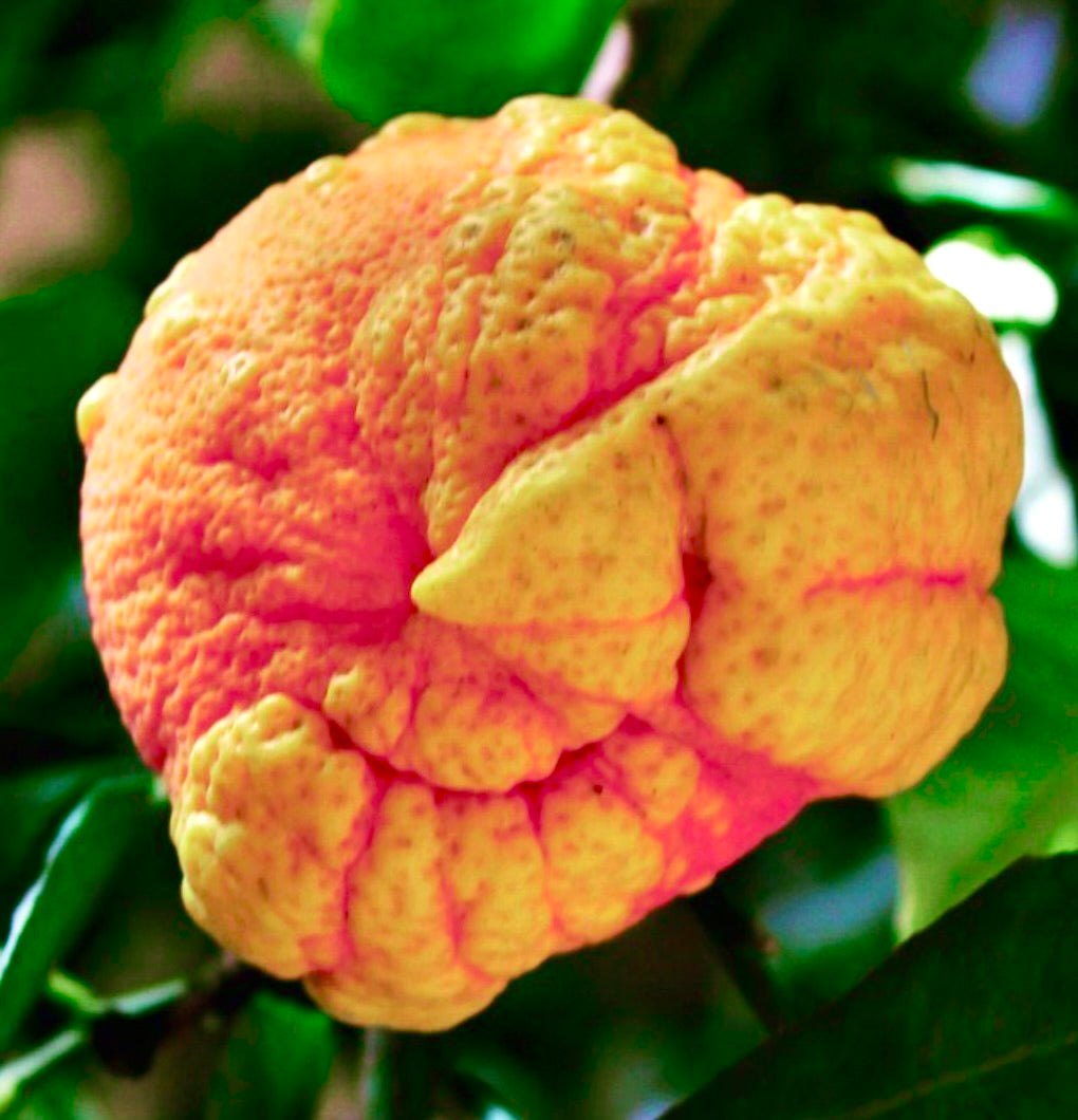 Citrus aurantium cv 'Picasso' frutto insolito di arancia amara rugosa su ramo foglioso