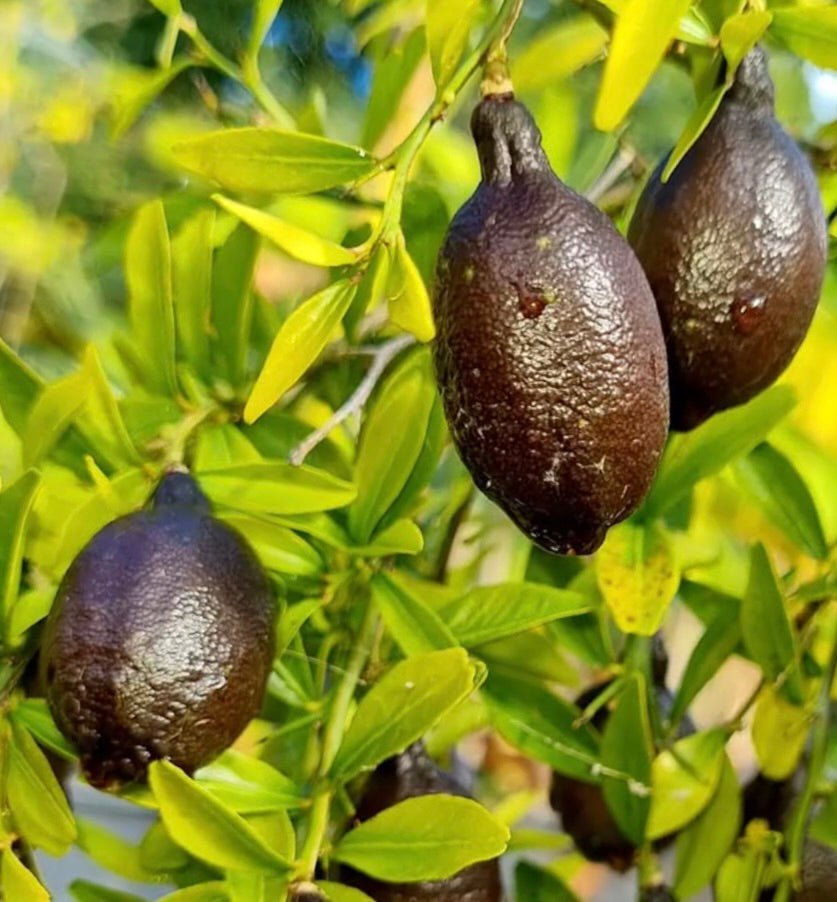 Citrus australasica cv BLACK frutto scuro dalla superficie irregolare con foglie verdi lucide sul ramo