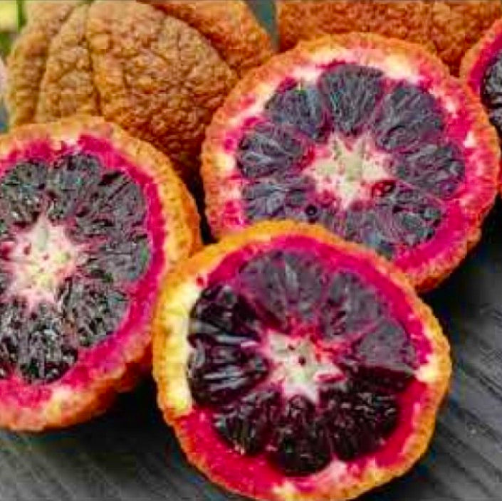 Citrus clementina red ruby sanguinella con polpa segmentata di un rosso scuro vibrante e scorza strutturata