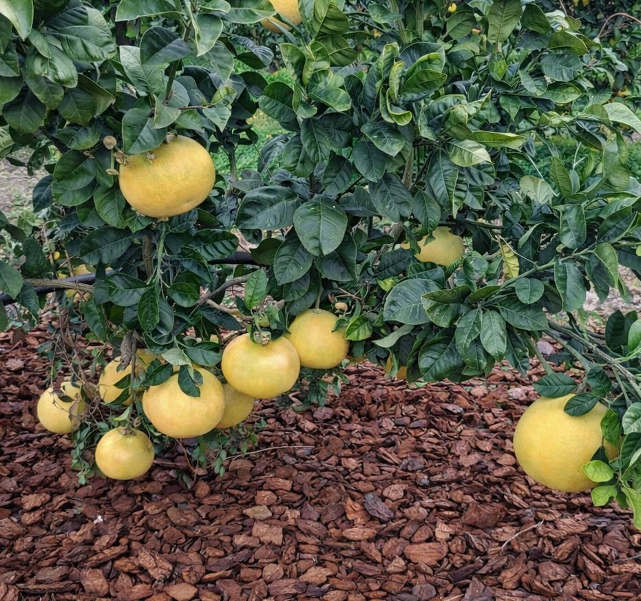 Albero di Citrus grandis o C. Maxima pomelo con grandi frutti gialli e foglie verdi lucide