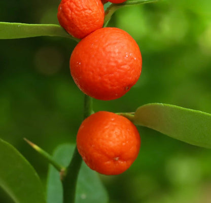 Citrus hindsii (Hong Kong KUMQUAT) 85-120cm | Hong Kong kumquat