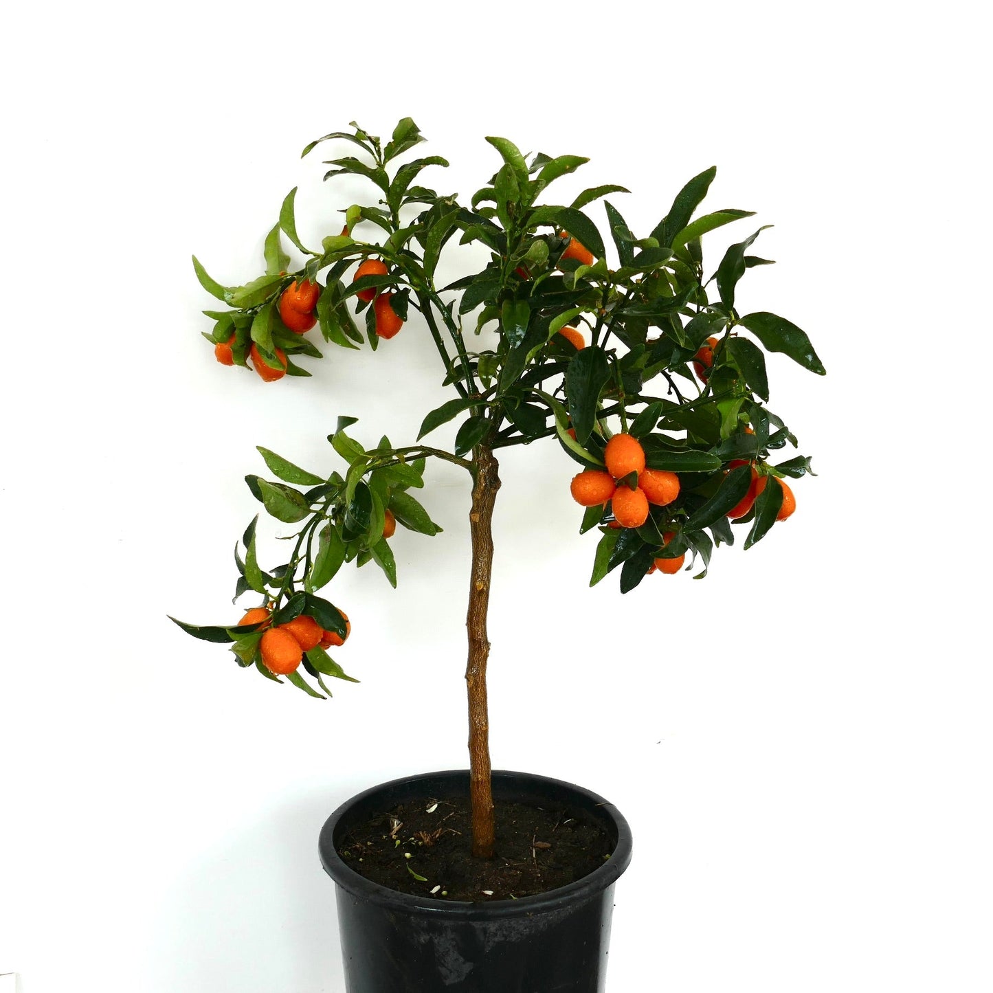 Piccolo albero in vaso di Citrus japonica con foglie verdi lucide e frutti di kumquat arancione brillante