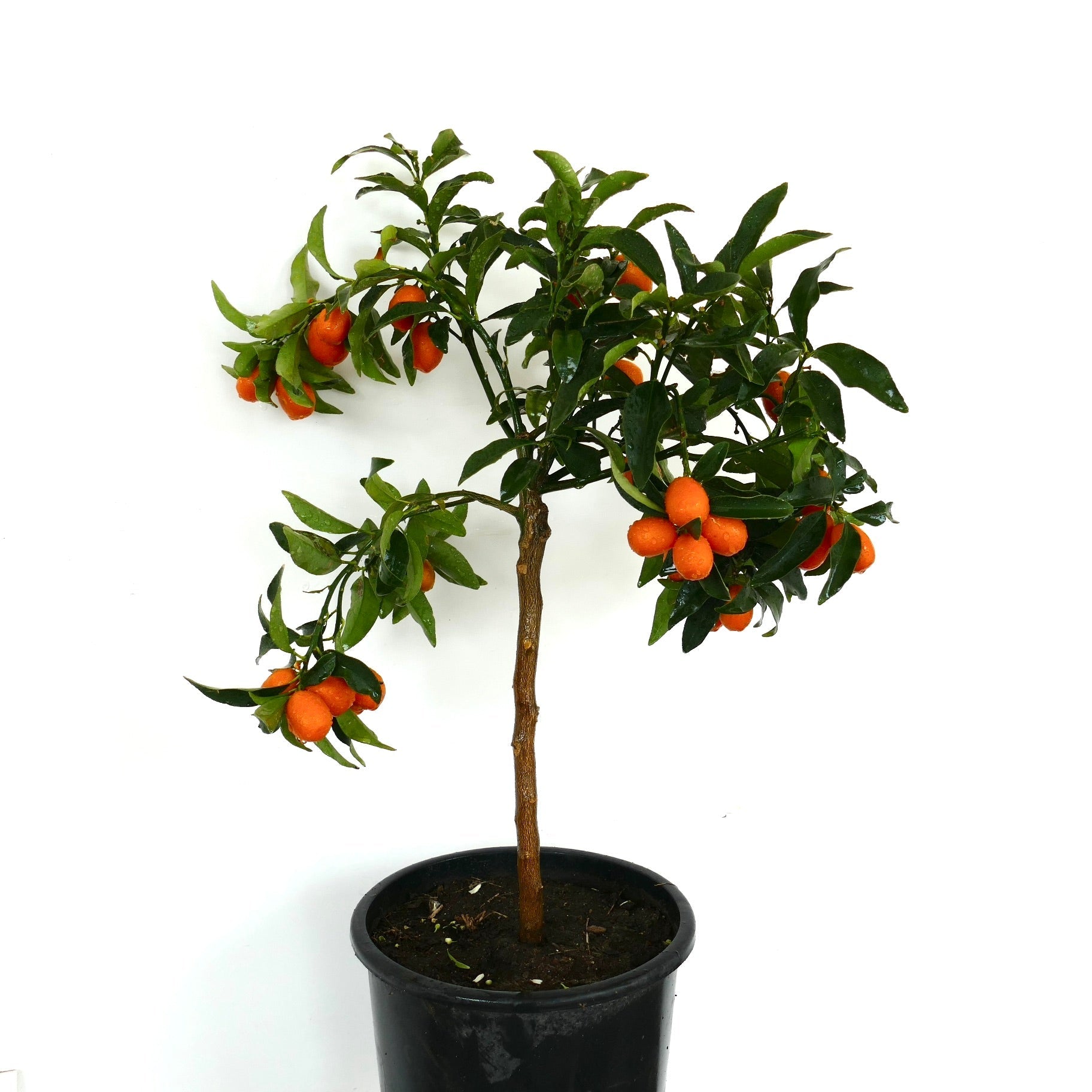 Piccolo albero in vaso di Citrus japonica con foglie verdi lucide e frutti di kumquat arancione brillante