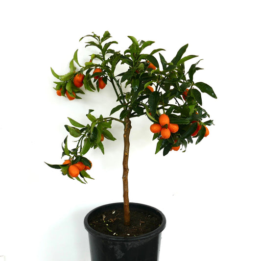Piccolo albero in vaso di Citrus japonica con foglie verdi lucide e frutti di kumquat arancione brillante