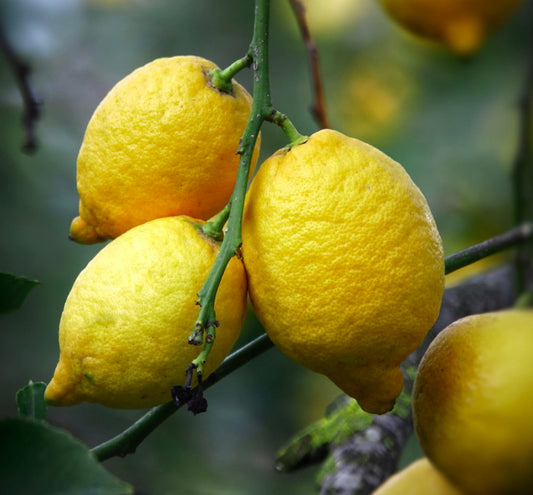 Citrus limon MEYER ripe yellow lemons with textured skin hanging on green thorny branch