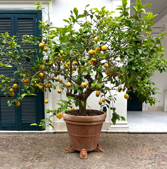 Citrus limon mature lemon tree with abundant ripe yellow fruit and glossy green leaves in terracotta pot