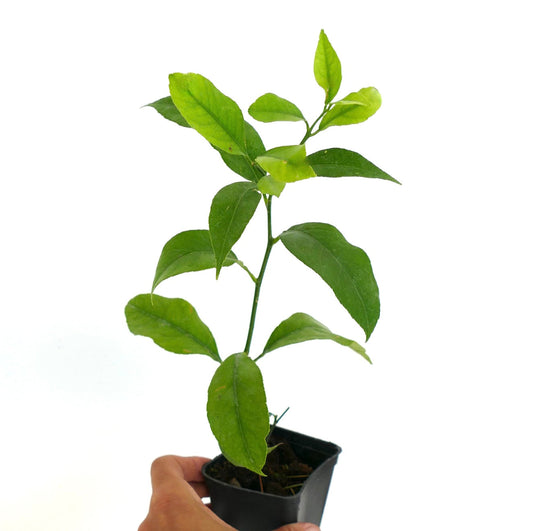 Pianta giovane di Citrus limon con foglie verde brillante in un piccolo vaso