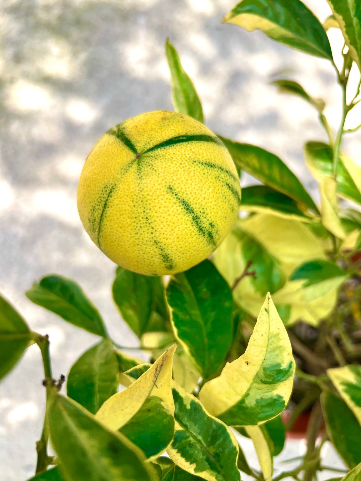 Frutto di Citrus limon variegato con buccia gialla a strisce verdi e foglie variegate verdi e gialle