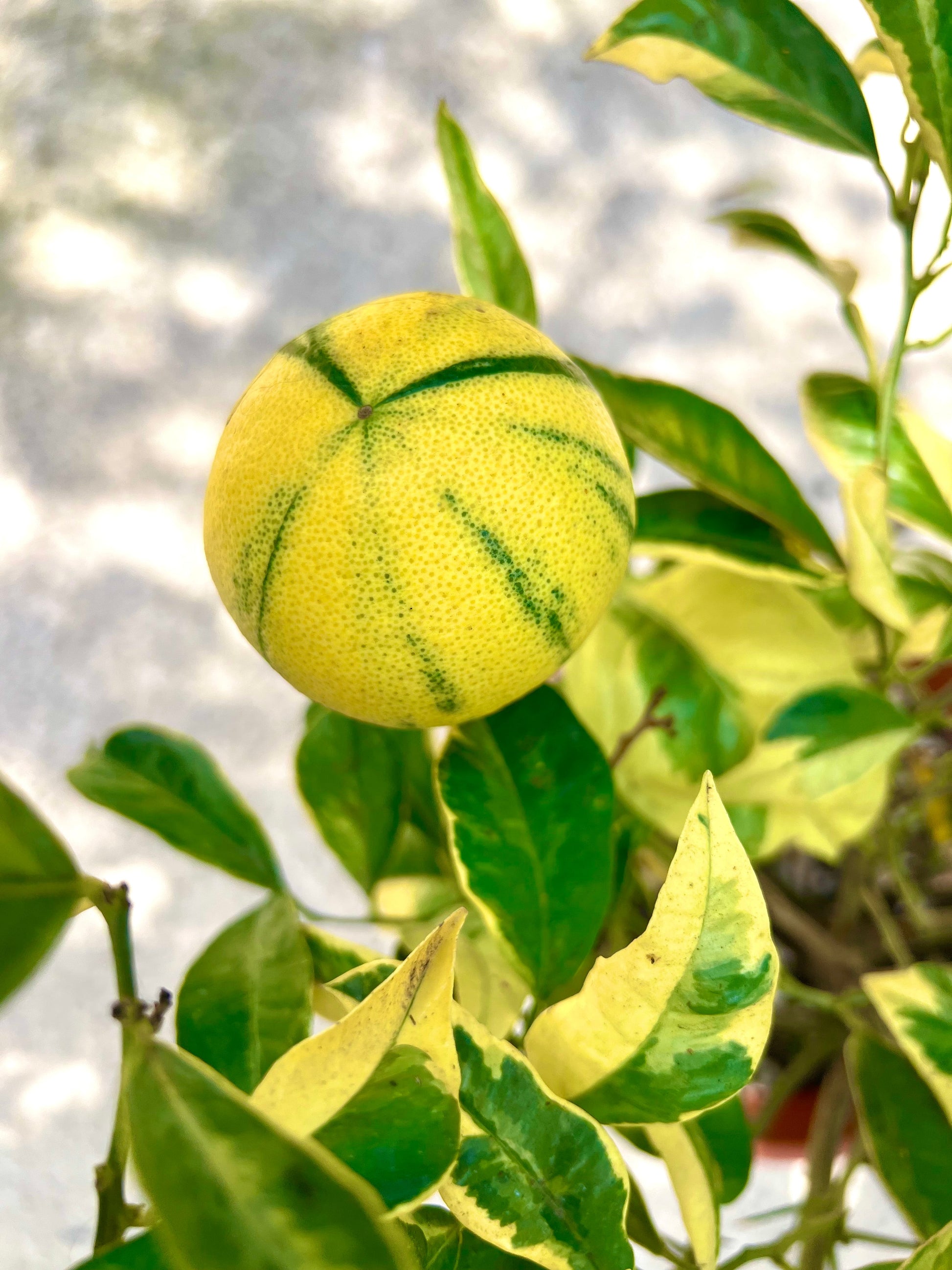 Frutto di Citrus limon variegato con buccia gialla a strisce verdi e foglie variegate verdi e gialle
