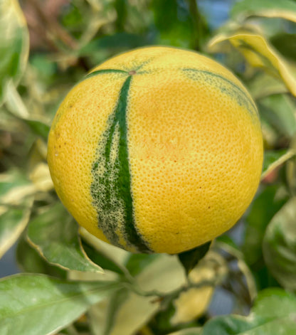 Citrus limon variegated fruit with yellow and green striped peel on leafy branch