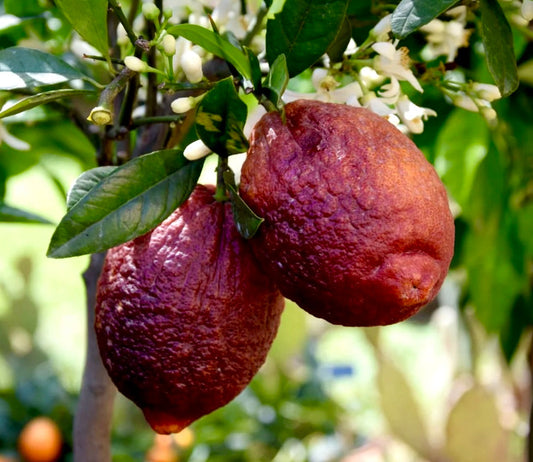 Citrus limon cv RED DEVIL ripe textured red lemons hanging on leafy branch with white flowers