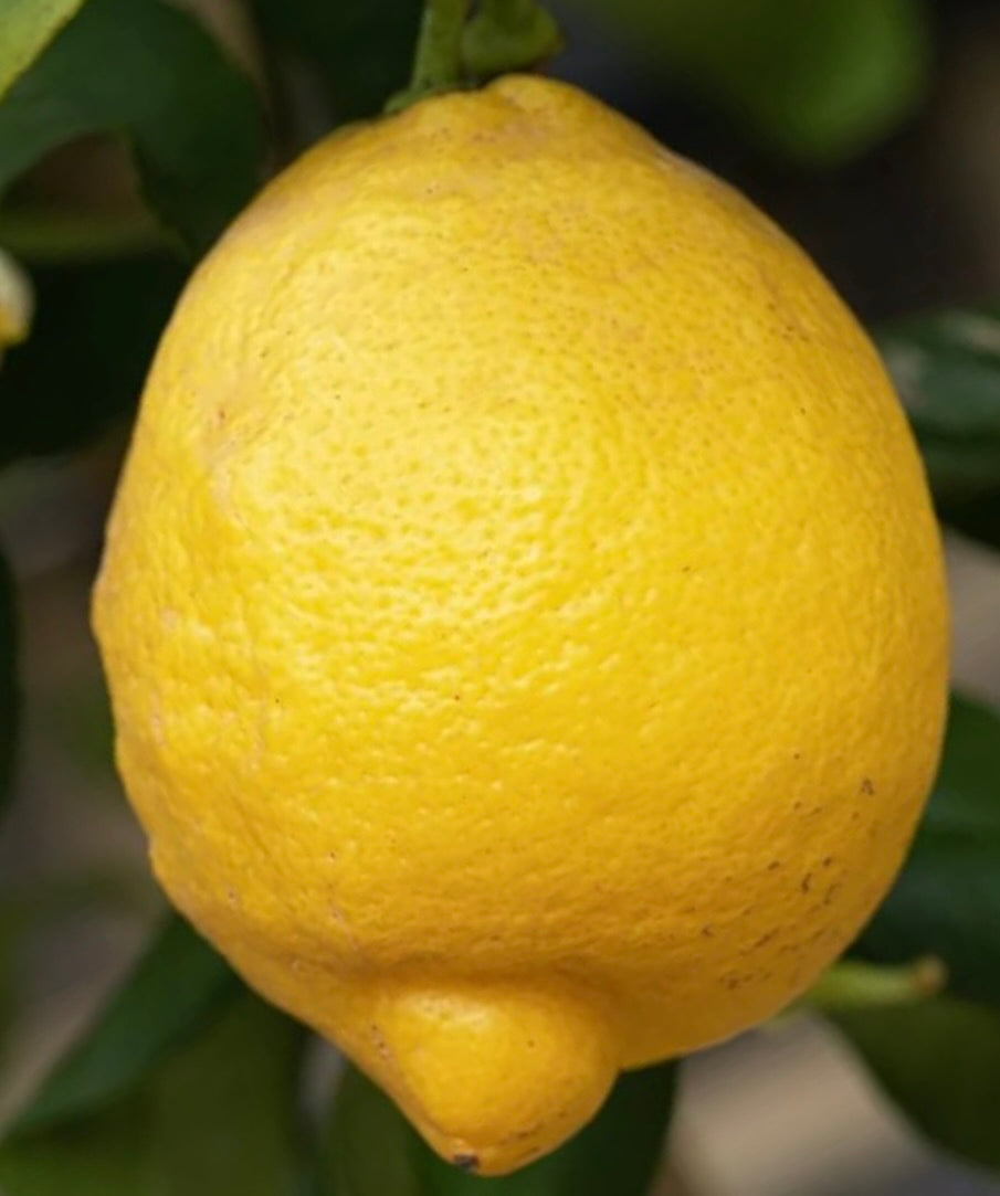 Frutto di limone giallo brillante Citrus limon cv 'Lunario' con buccia testurizzata su ramo di albero