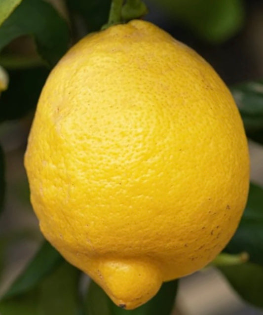 Citrus limon cv 'Lunario' bright yellow lemon fruit with textured skin on tree branch