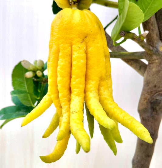 Citrus medica var. sarcodactylus insolito frutto di cedro dalle dita con buccia gialla brillante e strutturata