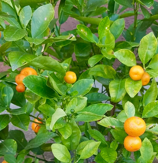 Citrus mitis CALAMONDINO mandarino nano con foglie verdi lucide e piccoli frutti arancioni maturi