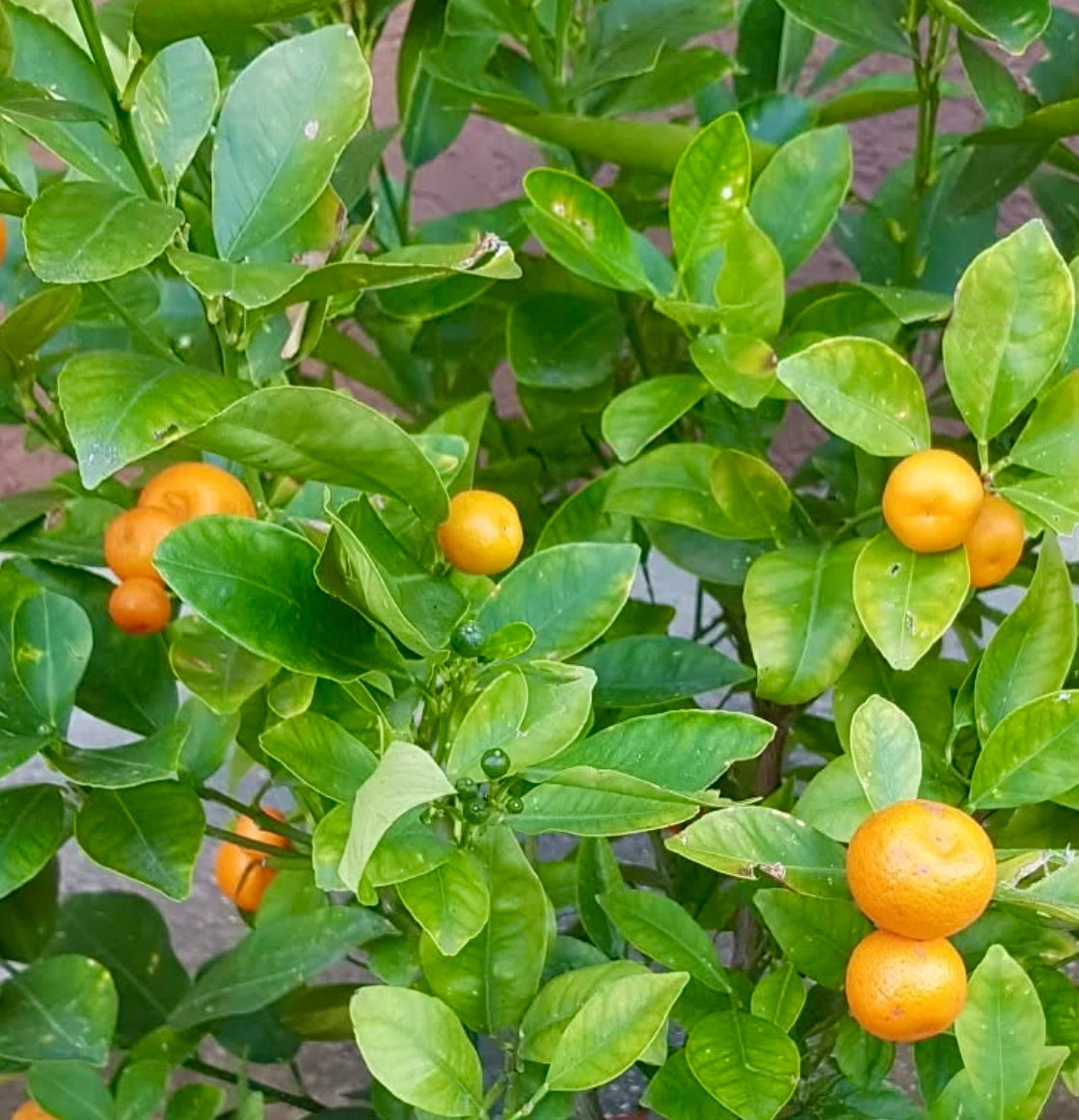 Arbusto da frutto Citrus mitis con foglie verdi lucide e piccoli mandarini arancioni brillanti