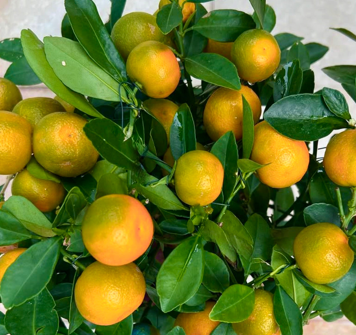 Citrus reticulata ripe mandarin fruits with glossy green leaves on compact bush
