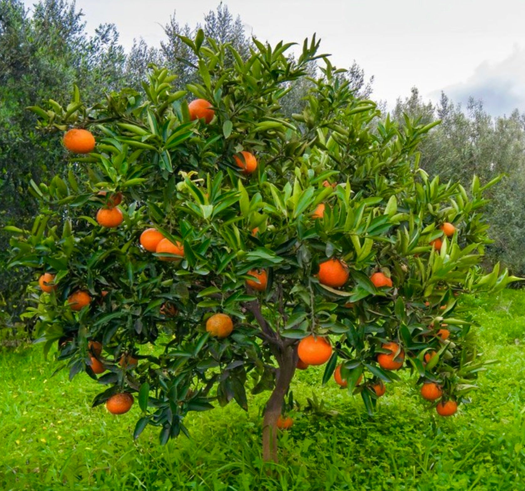 Albero di arancio Washington Navel Citrus sinensis con frutti arancioni maturi e foglie verdi lucide all'aperto