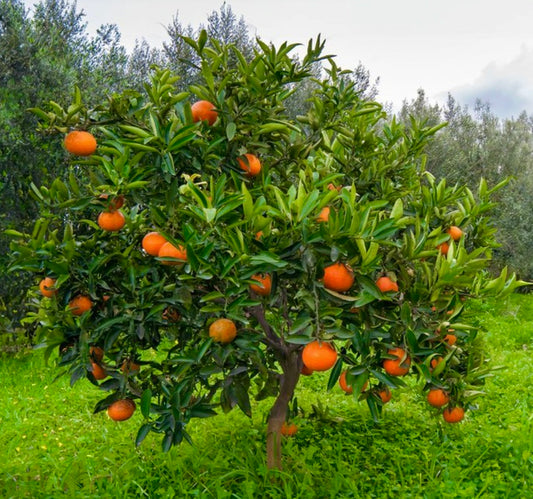 Albero di arancio Washington Navel Citrus sinensis con frutti arancioni maturi e foglie verdi lucide all'aperto