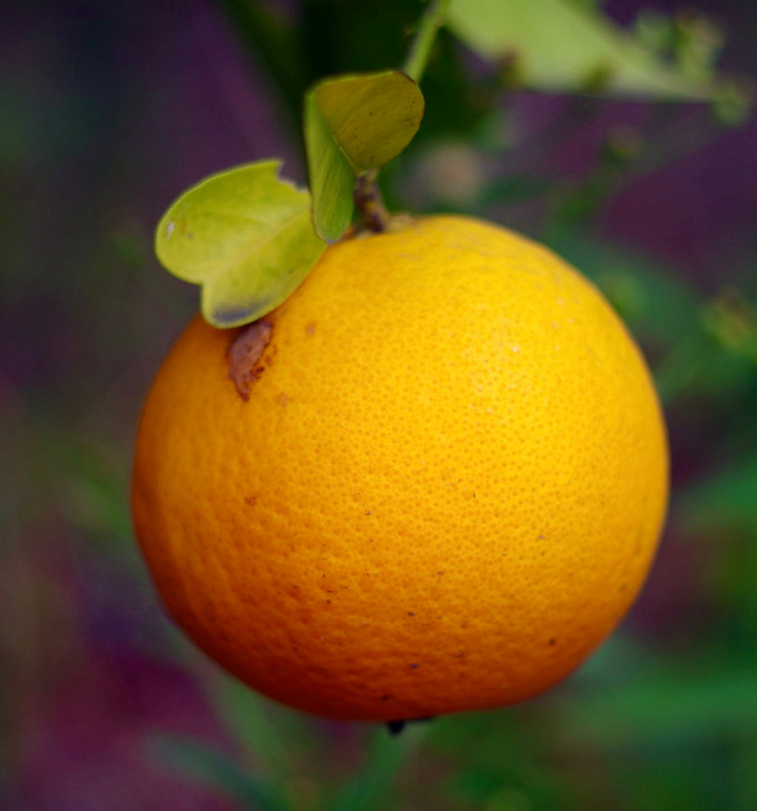 Frutto maturo di Citrus sinensis, arancia rotonda con buccia rugosa e foglie verdi in primo piano