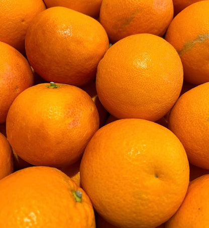 Citrus sinensis cv TAROCCO SCIRE' ripe bright orange citrus fruits with textured skin close-up