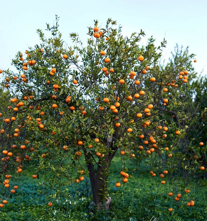 Citrus sinensis cv TAROCCO SCIRE' mature orange tree with abundant ripe fruit and dense green foliage