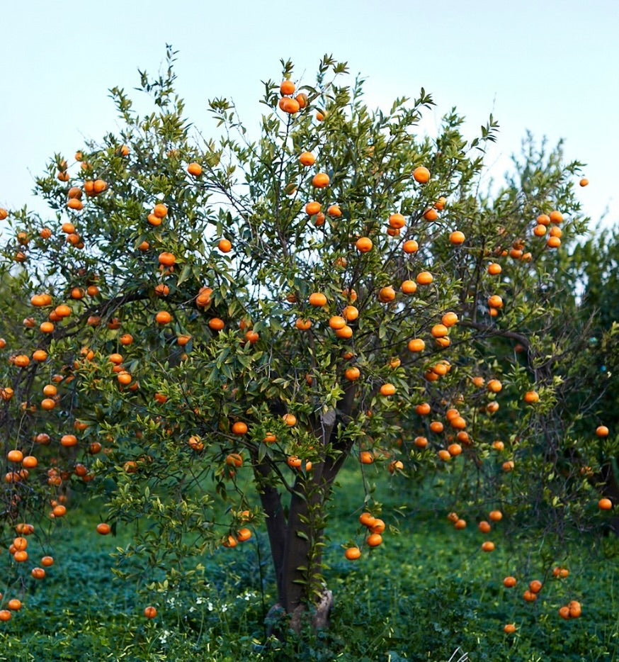 Albero da frutto maturo di Citrus sinensis cv TAROCCO SCIRE' con frutti agrumati arancioni vivaci e fogliame verde