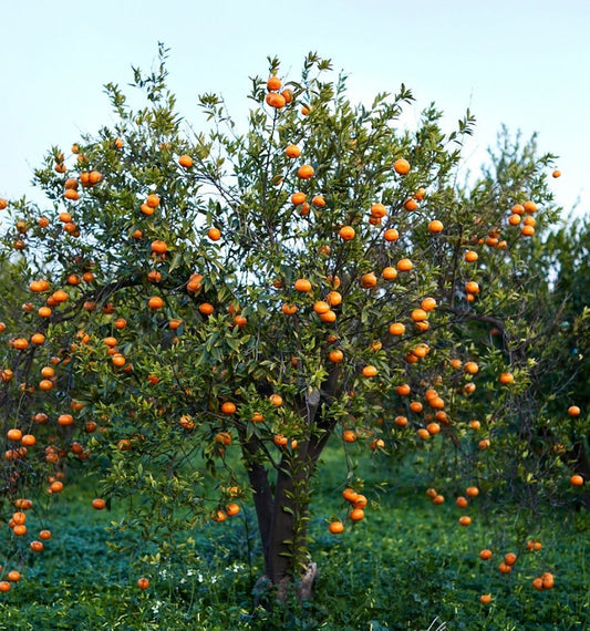 Albero da frutto maturo di Citrus sinensis cv TAROCCO SCIRE' con frutti agrumati arancioni vivaci e fogliame verde